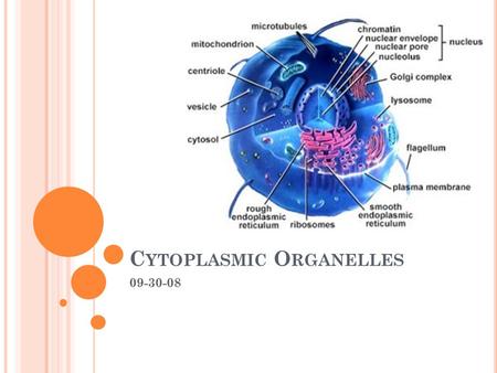 C YTOPLASMIC O RGANELLES 09-30-08. C YTOPLASMIC O RGANELLES The structures inside the cytoplasm are generally called organelles. An organelle is a tiny.