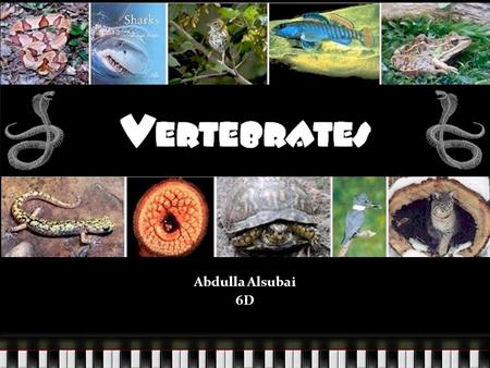 Vertebrates Abdulla Alsubai 6D.