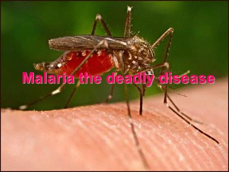 Malaria the deadly disease