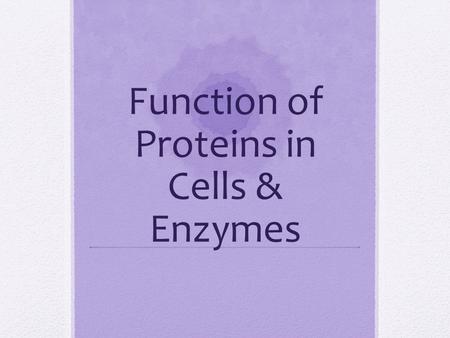 Function of Proteins in Cells & Enzymes