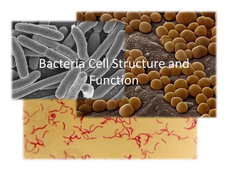 Bacteria Cell Structure and Function