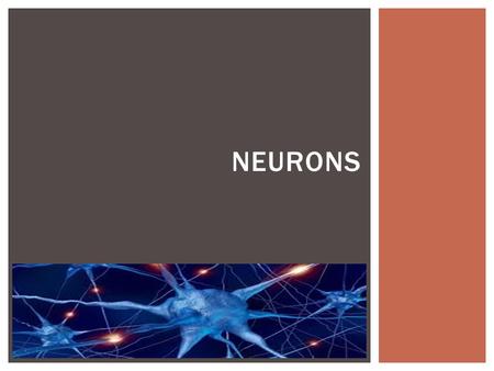 Neurons.