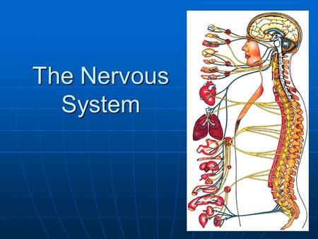 The Nervous System.