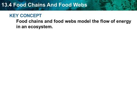 Consumers are not all alike. Herbivores eat only plants.