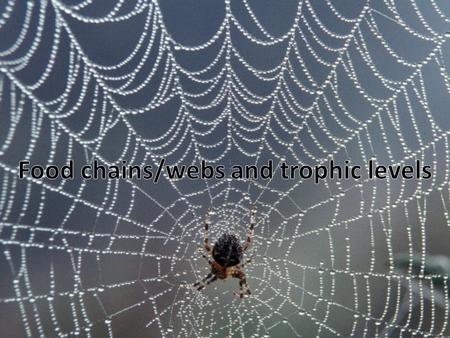 Trophic levels Determines the pathways of energy flow and nutrient cycling (more on this later) Different species in the ecosystem are divided into different.