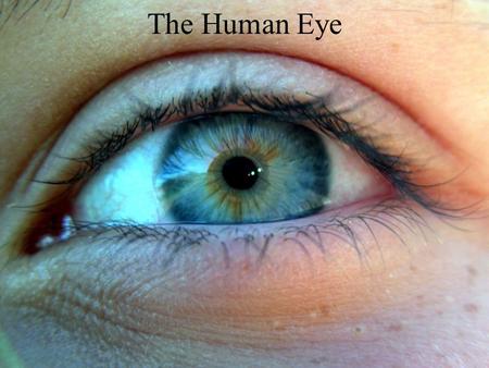 The Human Eye. The human eye is similar to a camera!! Light enters through an opening, is focused through a lens, passes through a light-tight (dark)