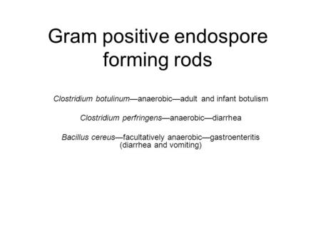 Gram positive endospore forming rods