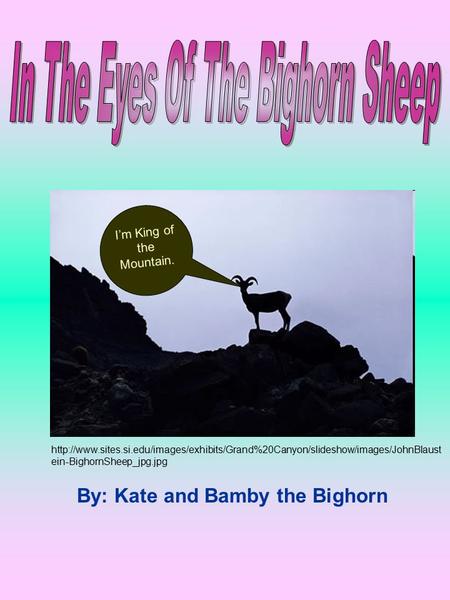 By: Kate and Bamby the Bighorn I’m King of the Mountain.  ein-BighornSheep_jpg.jpg.