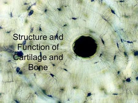 Bones and Skeletal Tissues