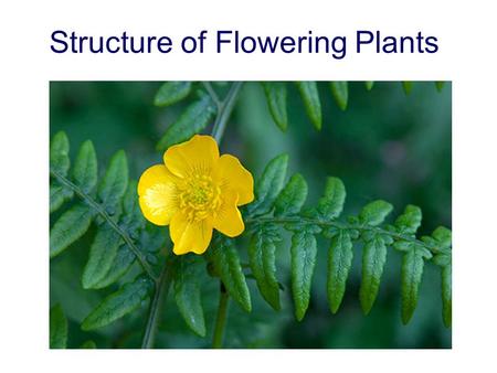 Structure of Flowering Plants