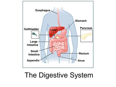 The Digestive System.