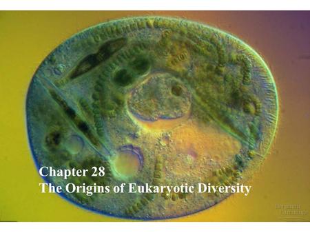 Chapter 28 The Origins of Eukaryotic Diversity.