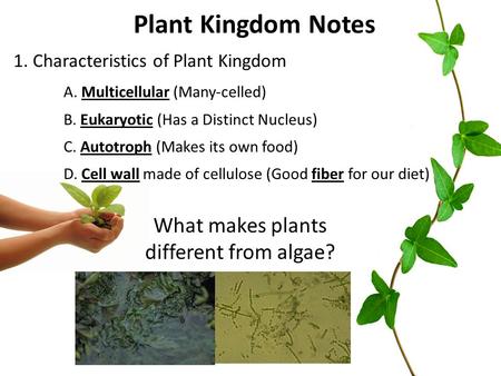 What makes plants different from algae?