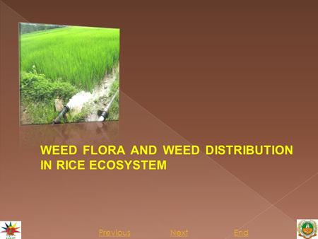 Previous NextEnd WEED FLORA AND WEED DISTRIBUTION IN RICE ECOSYSTEM.