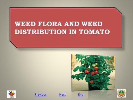 WEED FLORA AND WEED DISTRIBUTION IN TOMATO