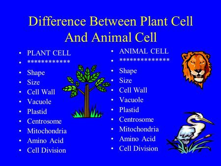 Difference Between Plant Cell And Animal Cell PLANT CELL ************ Shape Size Cell Wall Vacuole Plastid Centrosome Mitochondria Amino Acid Cell Division.