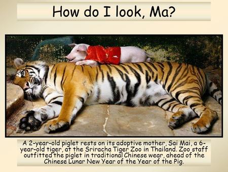 How do I look, Ma? A 2-year-old piglet rests on its adoptive mother, Sai Mai, a 6- year-old tiger, at the Sriracha Tiger Zoo in Thailand. Zoo staff outfitted.