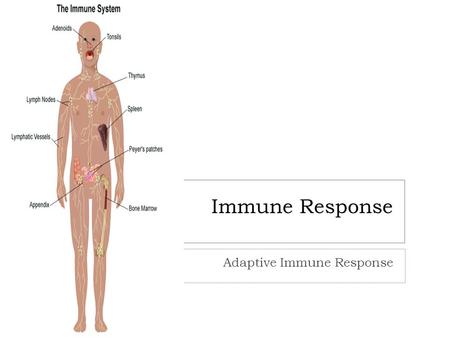 Immune Response Adaptive Immune Response. Adaptive Immune 2 Adaptive Immune Response Humoral Immunity B cells Cellular Immunity T cells.