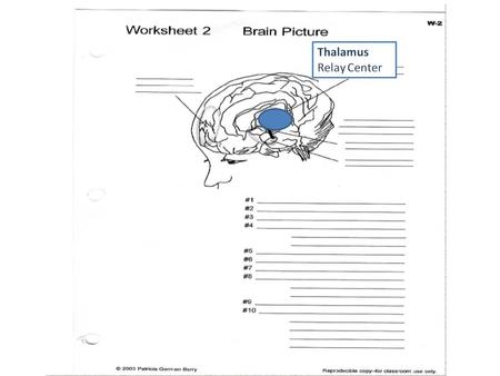 Thalamus Relay Center.