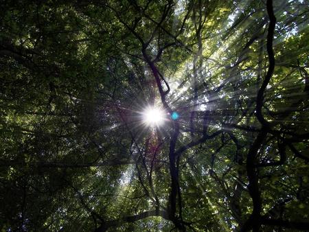 Greenburgh Nature Center presents TREES: HEROES OF OUR PLANET.