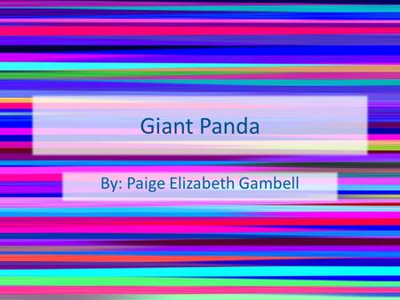 Giant Panda By: Paige Elizabeth Gambell. The Reason I chose them I chose giant pandas because they are endangered and I wanted to learn why.