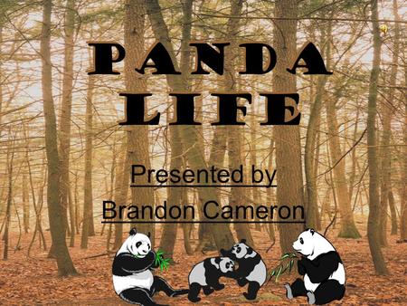 Panda life Presented by Brandon Cameron Presented by Brandon Cameron.