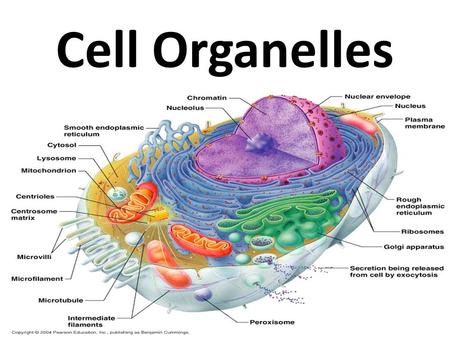 Cell Organelles.