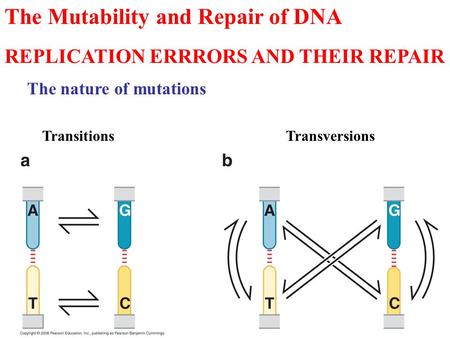 The Mutability and Repair of DNA