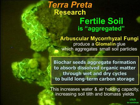 Arbuscular Mycorrhyzal Fungi produce a Glomalin glue which aggregates small soil particles Fertile Soil is “aggregated” This increases water & air holding.