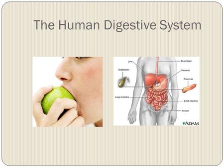 The Human Digestive System