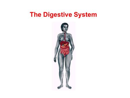 The Digestive System.