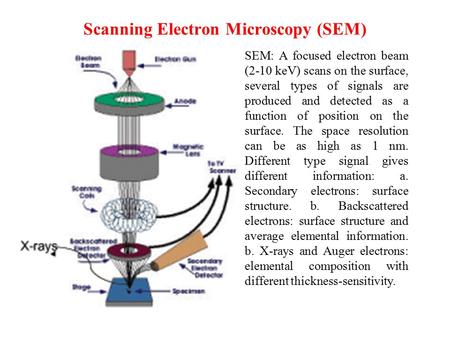 Scanning Electron Microscopy (SEM)