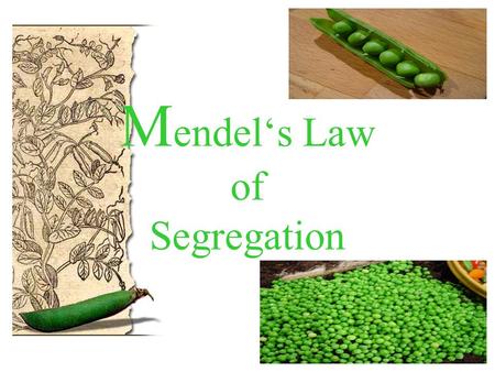 M endel‘s Law of Segregation. Georg Mendel Austrian monk born in 1822 in monastery known for research and teaching after his death (1884) acknowledgment.