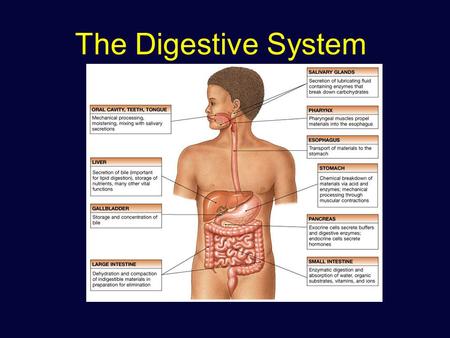 The Digestive System.