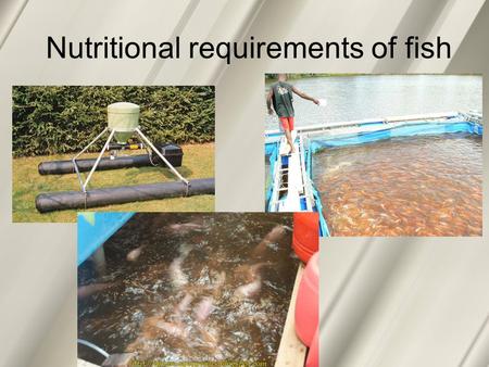 Nutritional requirements of fish