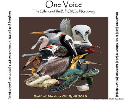 Laughing gull (3339) Brown pelican (911 )Northern gannet (632) Royal tern (348) Black skimmer (263) Dolphins (93)Whales(3) One Voice The Silence of the.