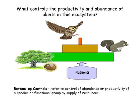 What controls the productivity and abundance of plants in this ecosystem? Nutrients Bottom-up Controls – refer to control of abundance or productivity.