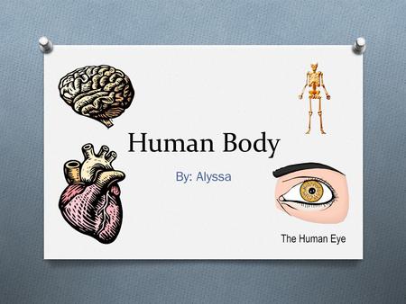 Human Body By: Alyssa. Systems O There are many systems like the digestive, skeleton system, circulatory system and lots more.