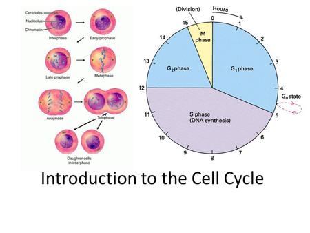 Introduction to the Cell Cycle