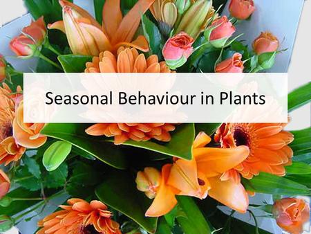 Seasonal Behaviour in Plants. Photoperiodism in Plants: Flowering Photoperiodism: regulation of seasonal activity by day length (photoperiod) Garner &