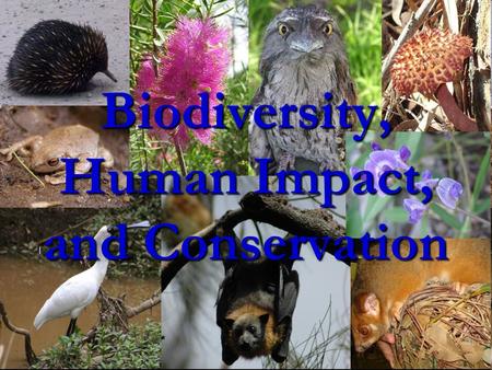 Biodiversity, Human Impact, and Conservation