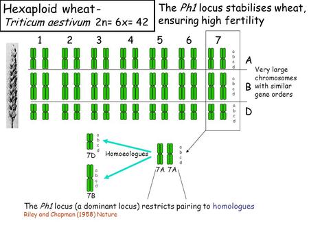 Hexaploid wheat- Triticum aestivum 2n= 6x= 42 1234567 A B D abcdabcd abcdabcd abcdabcd Very large chromosomes with similar gene orders 7A abcdabcd Homoeologues.