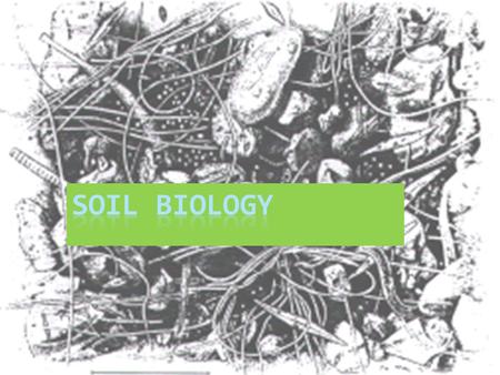 Kingdoms of life  Eukaryotes have cell membranes and nuclei  All species of large complex organisms are eukaryotes, including animals, plants and fungi,