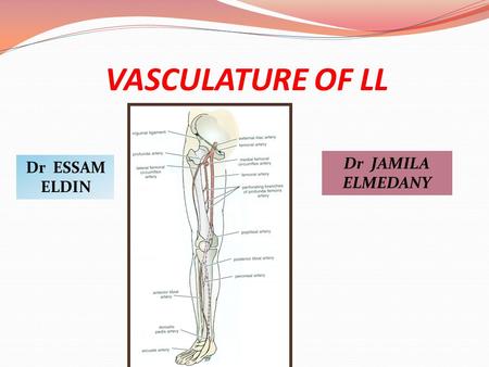 VASCULATURE OF LL Dr JAMILA ELMEDANY Dr ESSAM ELDIN.