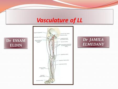 Vasculature of LL Dr JAMILA ELMEDANY Dr ESSAM ELDIN.