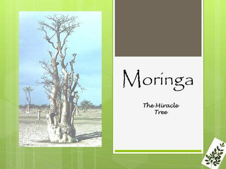 Moringa The Miracle Tree