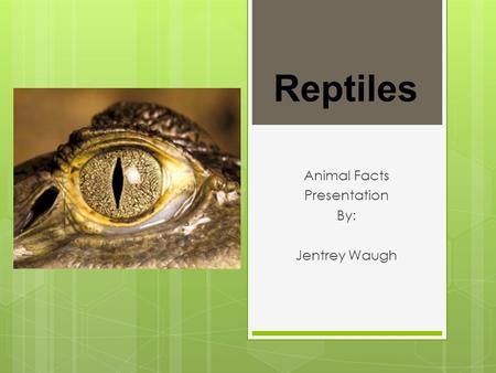 Animal Facts Presentation By: Jentrey Waugh Reptiles.