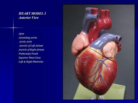 HEART MODEL I Anterior View