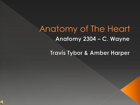 Left Ventricle Right Ventricle Auricle of Right Atrium Right Atrium Pulmonary Arteries Left Brachiocephalic Vein Thymus Right Brachiocephalic Vein Base.