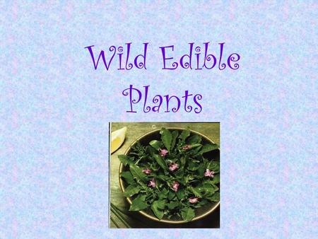 Wild Edible Plants ACORNS BURDOCK Edible part: roots of 1st-year plants.